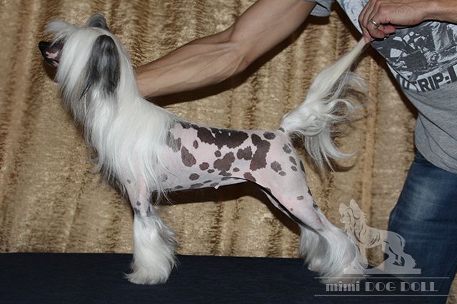 Mimi Dog Doll Kiss-Curl