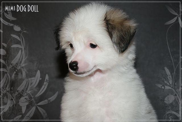 Mimi Dog Doll Karaoke