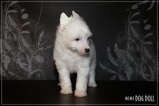 Mimi Dog Doll Key Lime Pie