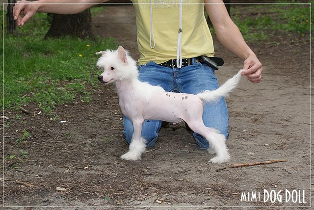 Mimi Dog Doll Know-All