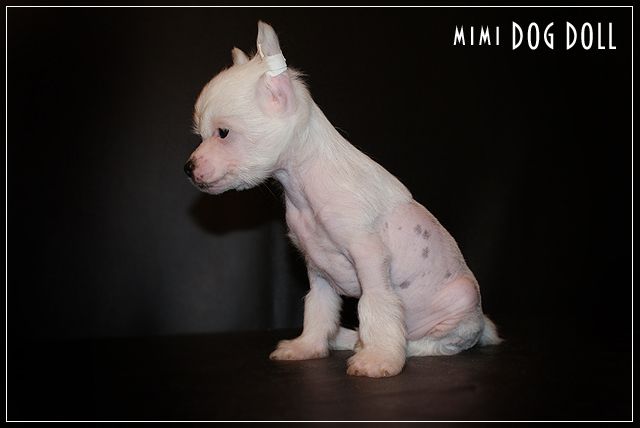 Mimi Dog Doll Cagliari