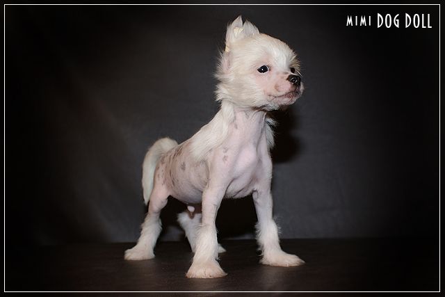 Mimi Dog Doll Chittagong