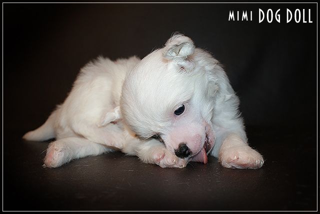 Mimi Dog Doll Clairvoyant