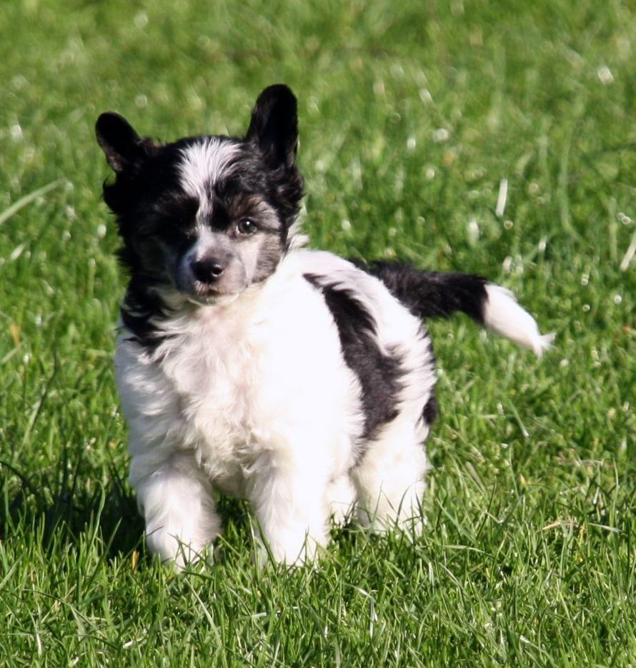 Be My Dog's Ciel Ouvert