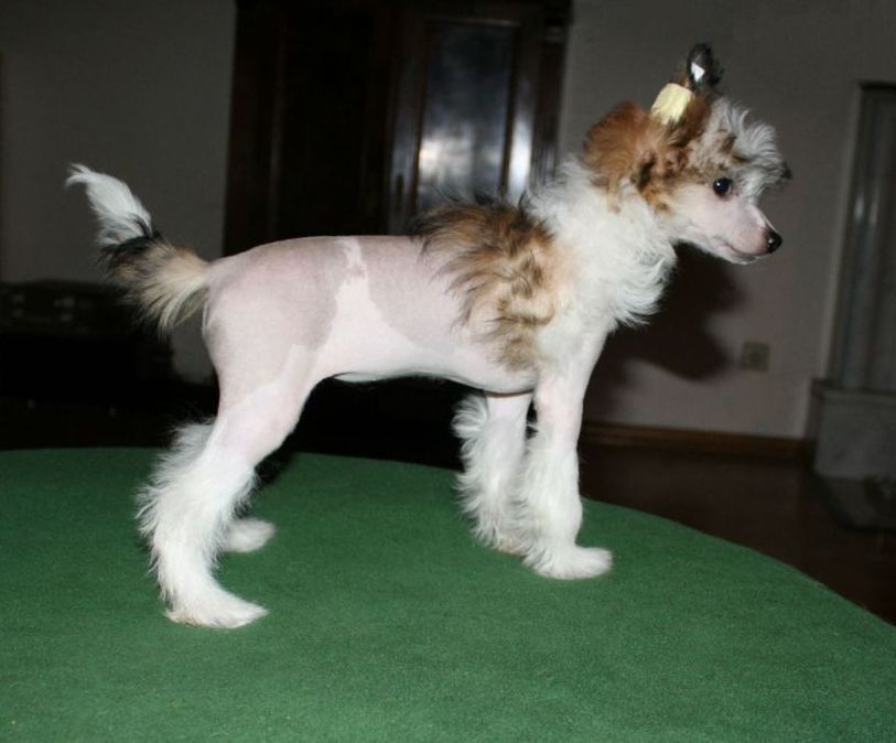 Be My Dog's Candy Cane Rain