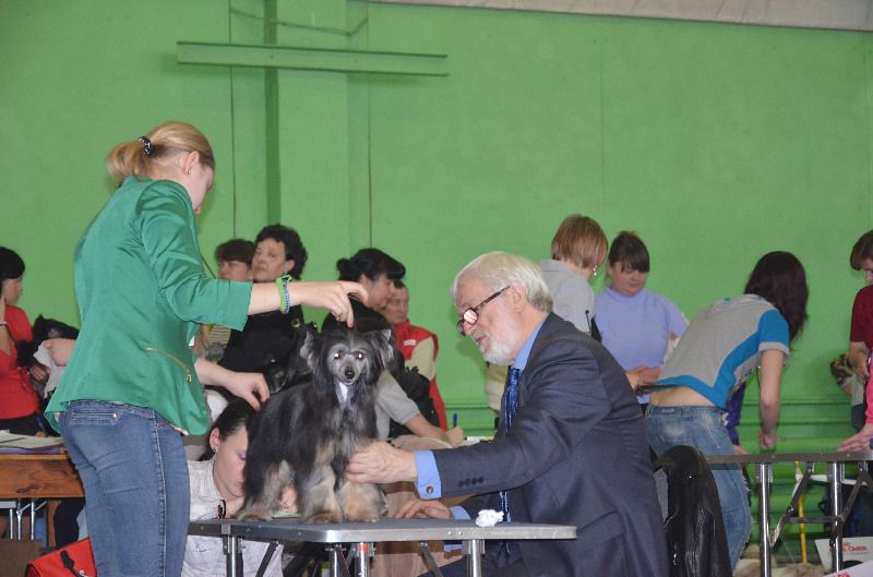 Dominique Royal Daimond