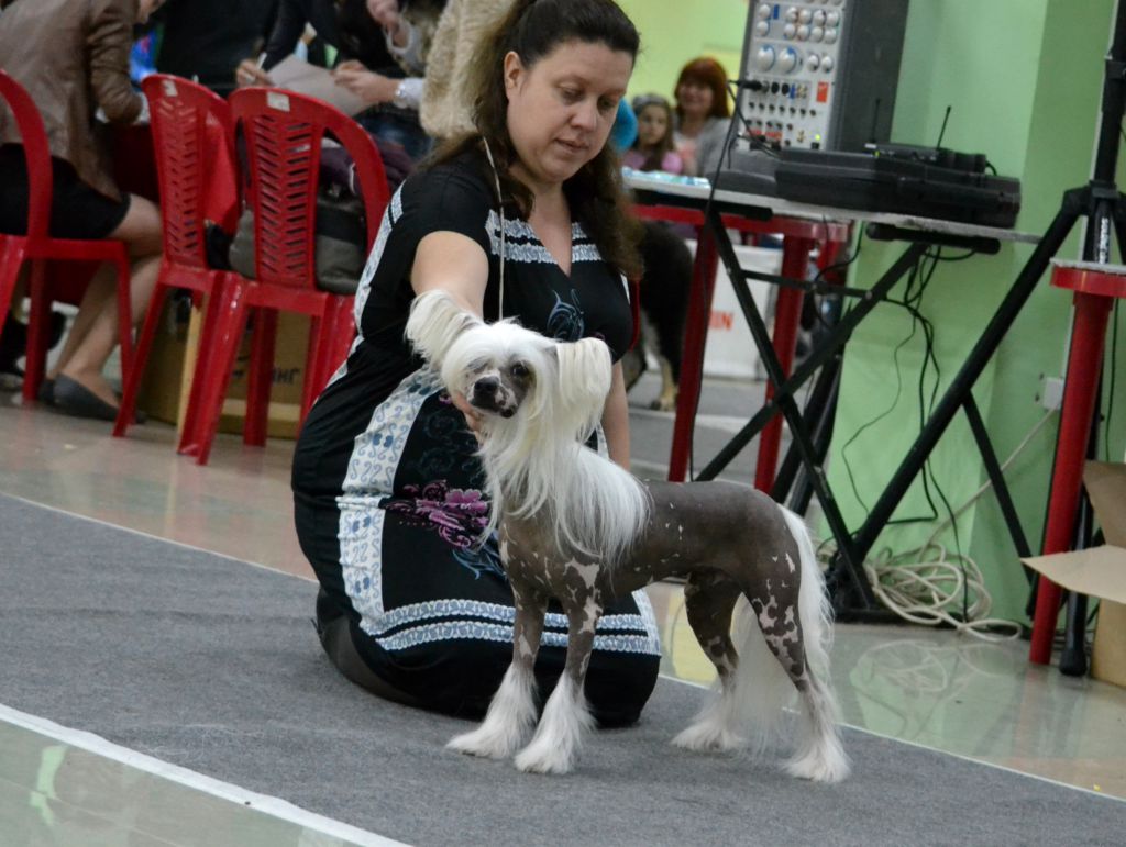 Volshebnik ot Volnogo Psa