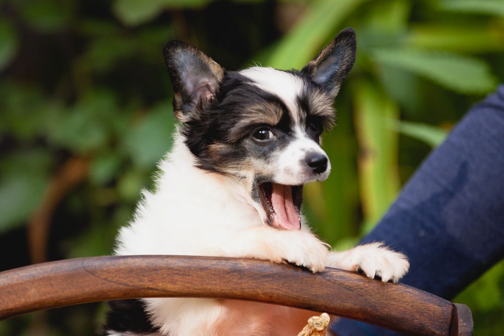 Dogland Happy Asterix