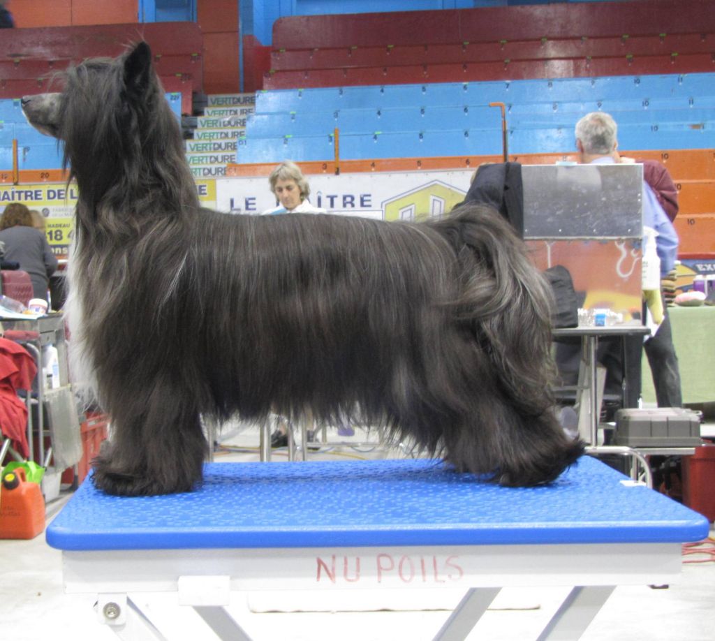 Nu Poil's Jump The Hoop N Loop