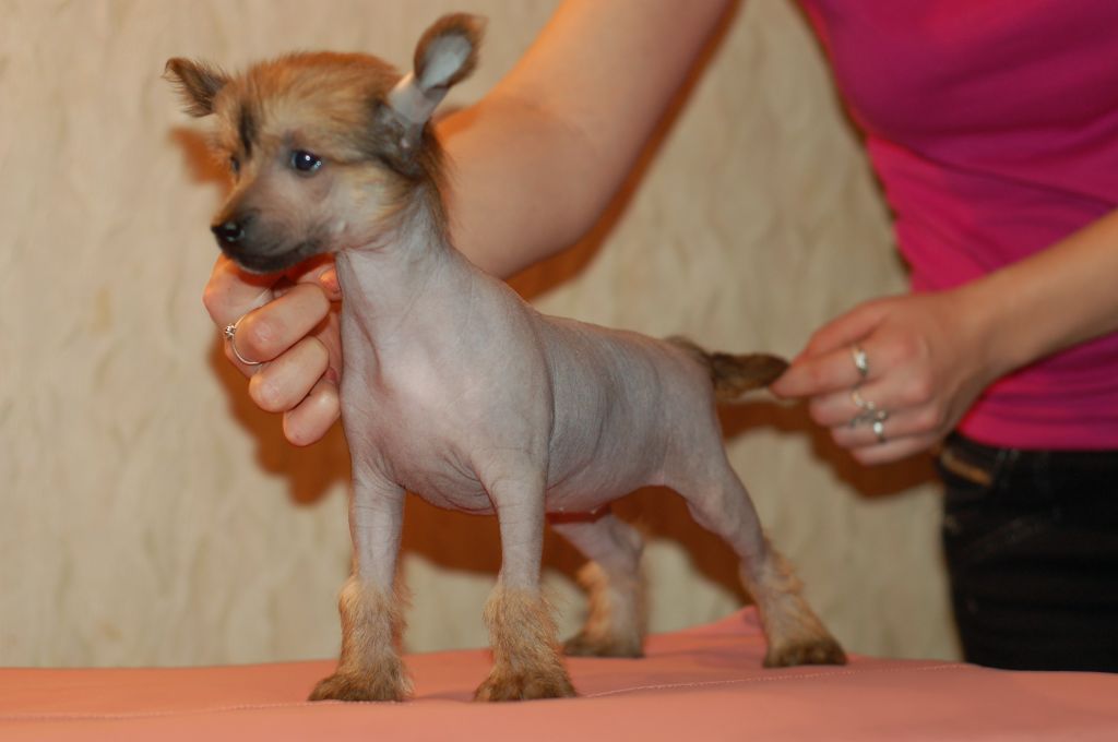 Irgen Gold Malgozhata