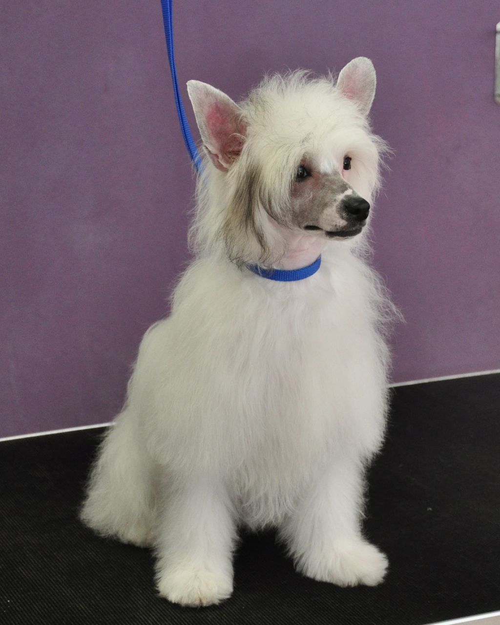 Euforia Radosci Innowacja