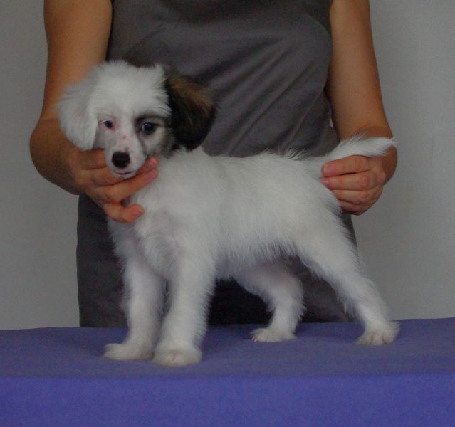 Secret Esencja Smaku