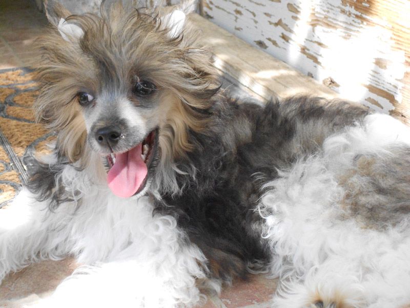 Illatos Szolovirag Negra