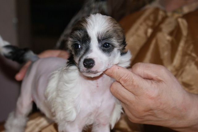 Vellar Pljus Leonarda