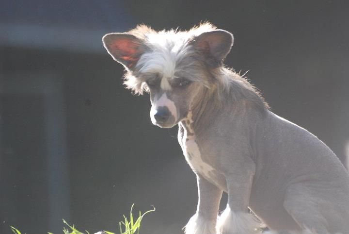 Amyfield Seek And Destroy