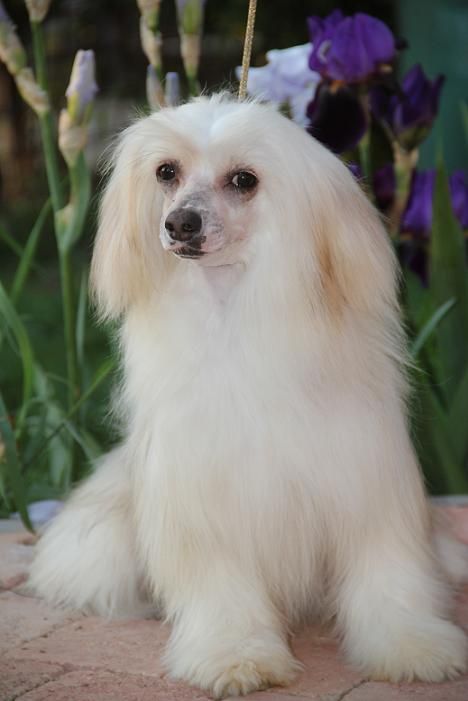 Ascada La Compagnie D'Les Amies