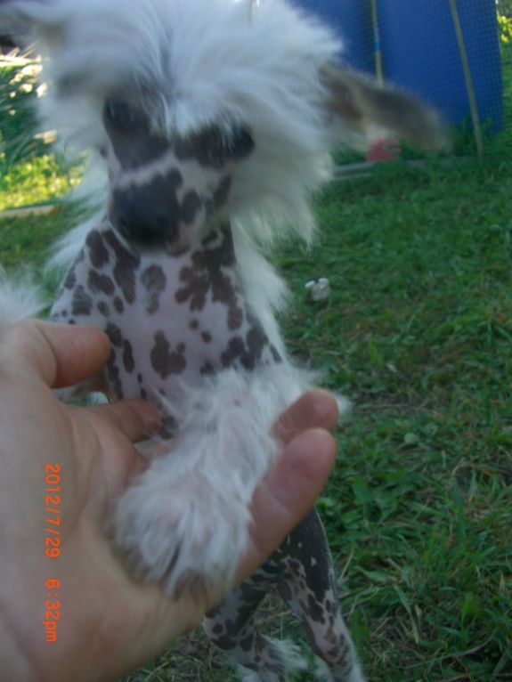 Russkiy Samurai Melissa