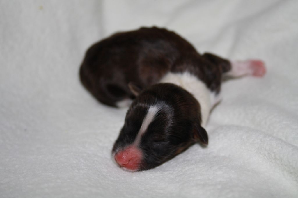 Helianthus Lavandula