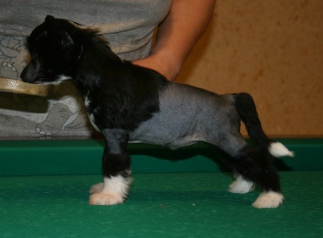 Sky Miracle Daisy For Fantastik Kashmir