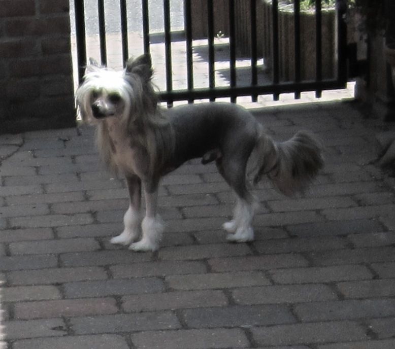 Kyan A Little Faith Of Gizzy's Home