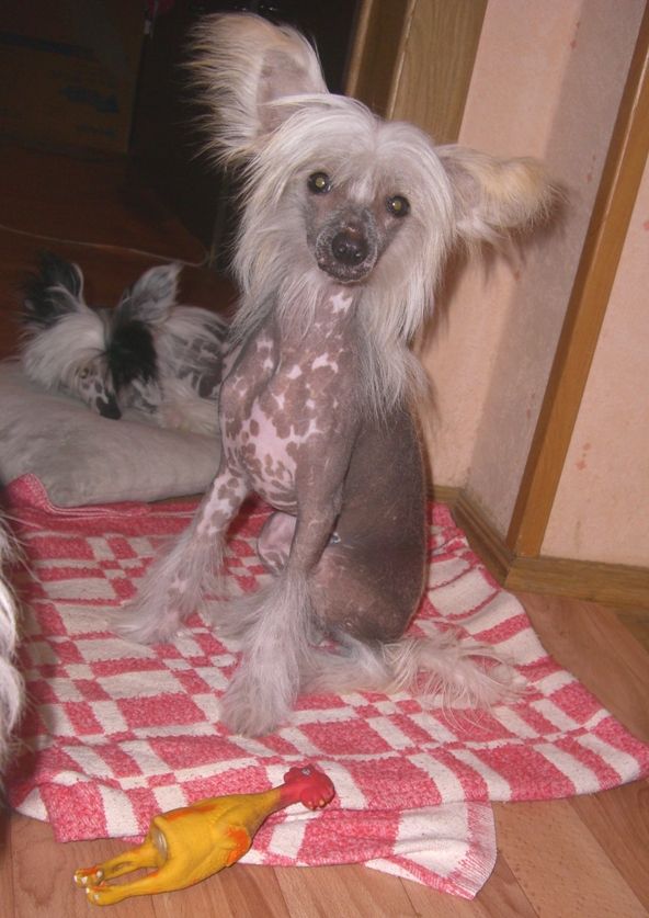 Russkiy Samurai Laura Liviya