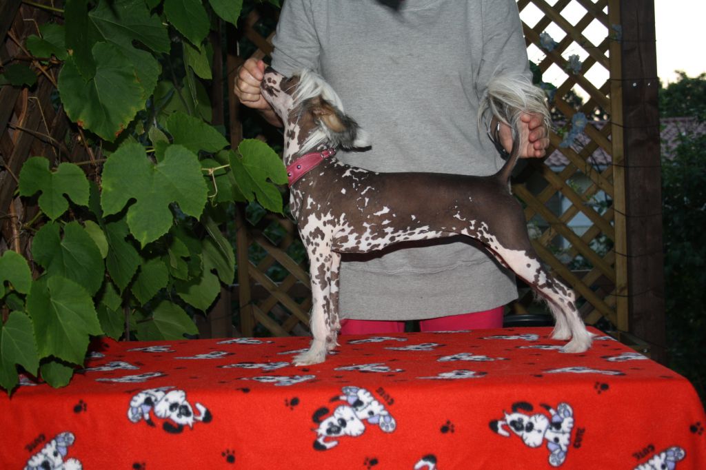 Nahkapartion Alias Hyasinth Bukee (Lady of the Hou