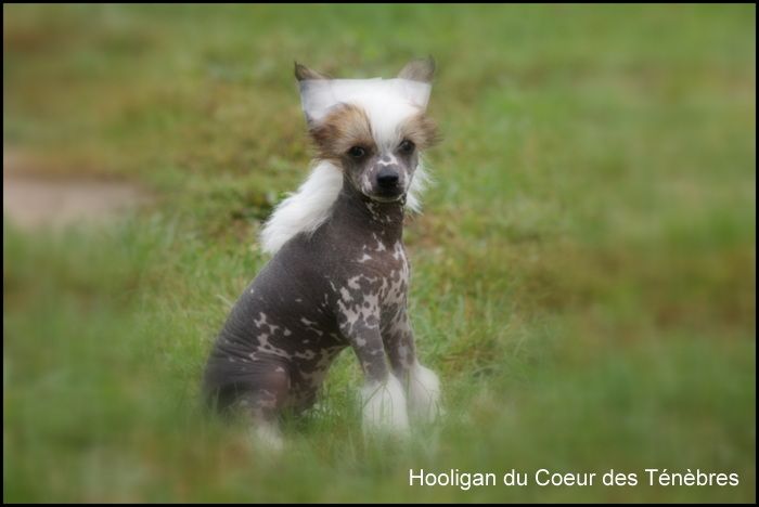 Hooligan Du Coeur Des Tenebres