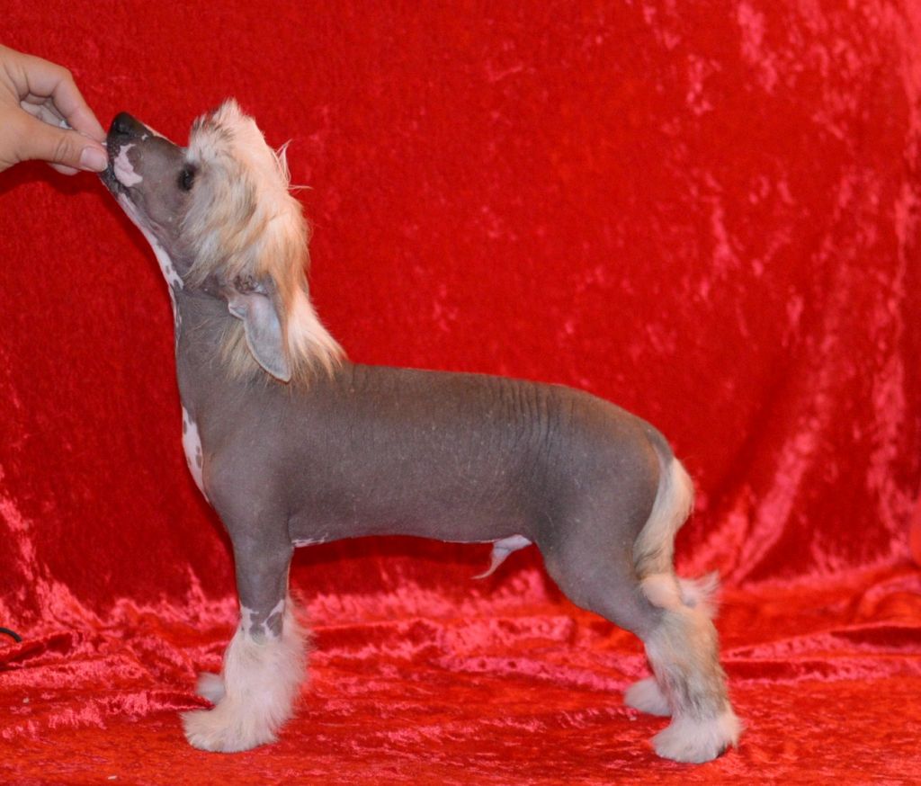 Lionheart Katch The Flax