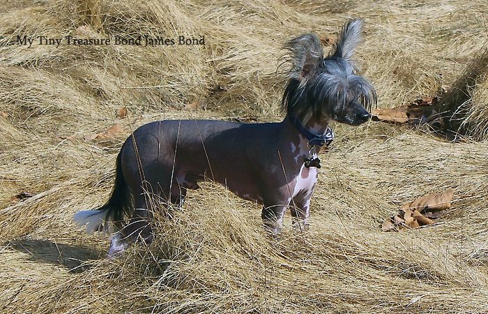 My Tiny Treasure Bond James Bond