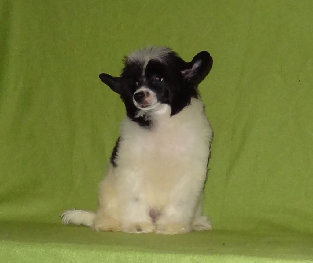 Naimuluna Line Midnight Sun