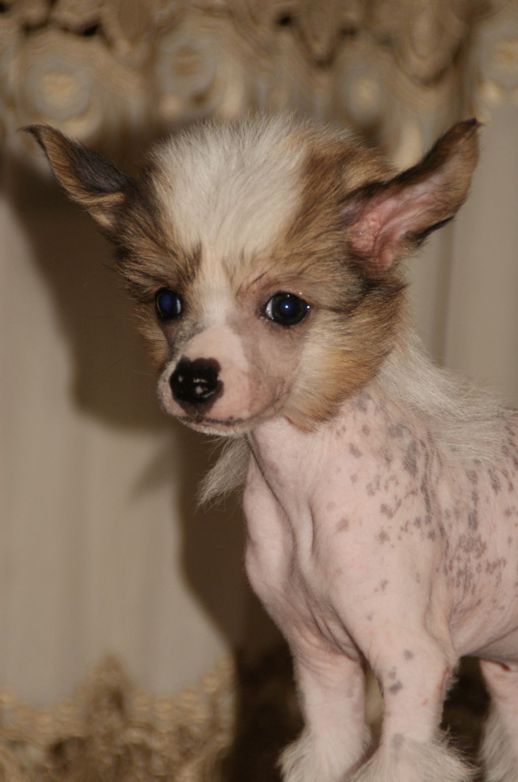 Dastin iz Vanil"nyh Snow