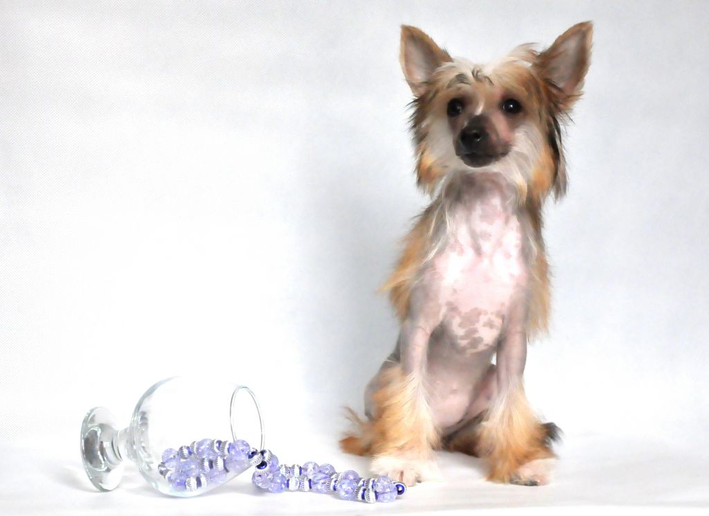 Starline Masya Sulamita