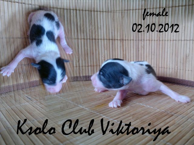 Ksolo Club Viktoriya