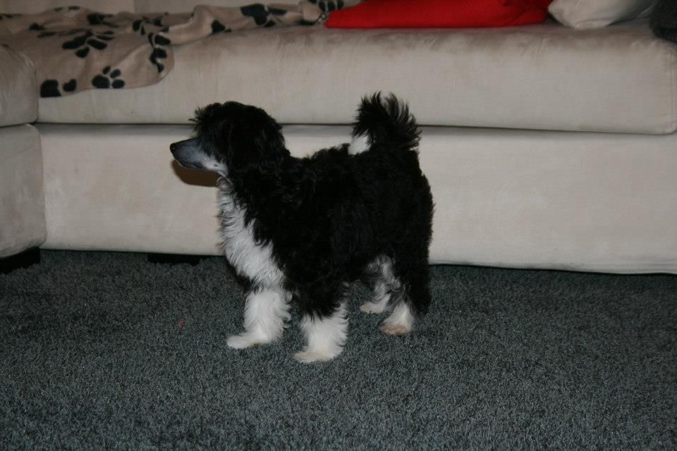 Meadowwood's Impulsive Indy