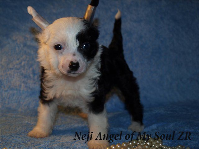 Neji Angel of My Soul Zingall Roz