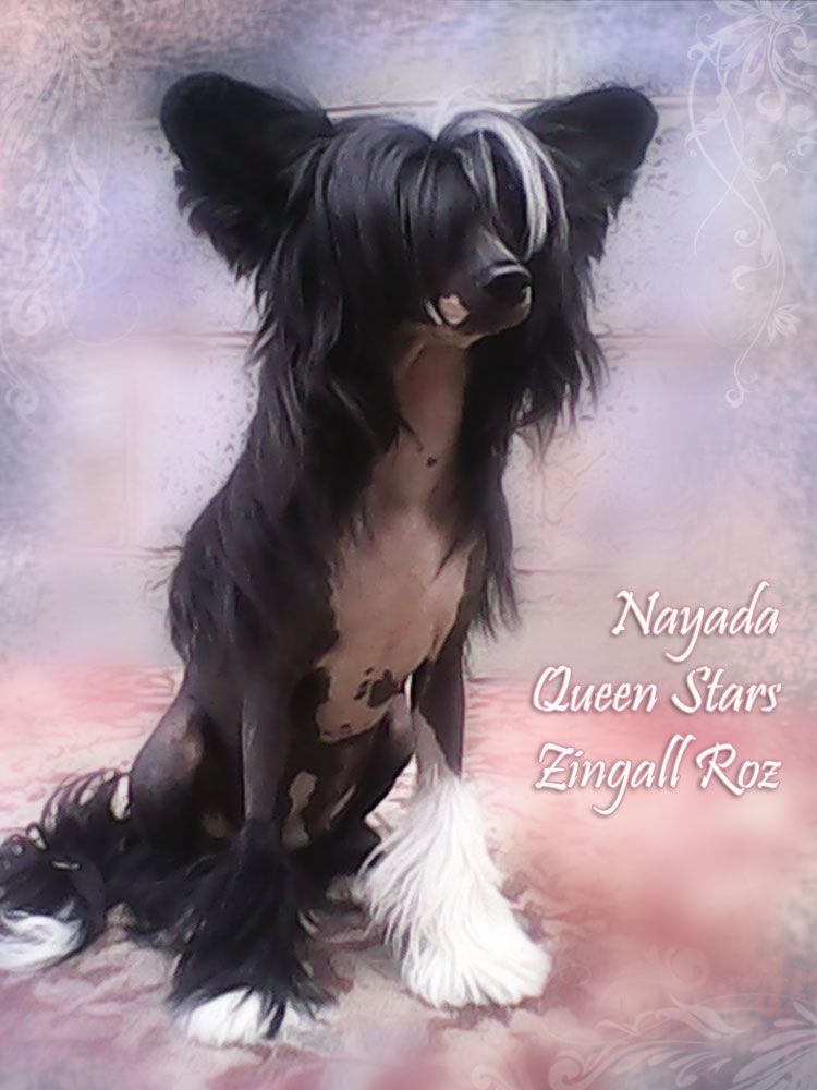 Nayada Queen Stars Zingall Roz