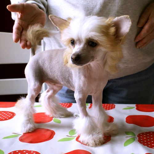 All Saints Design to Shine