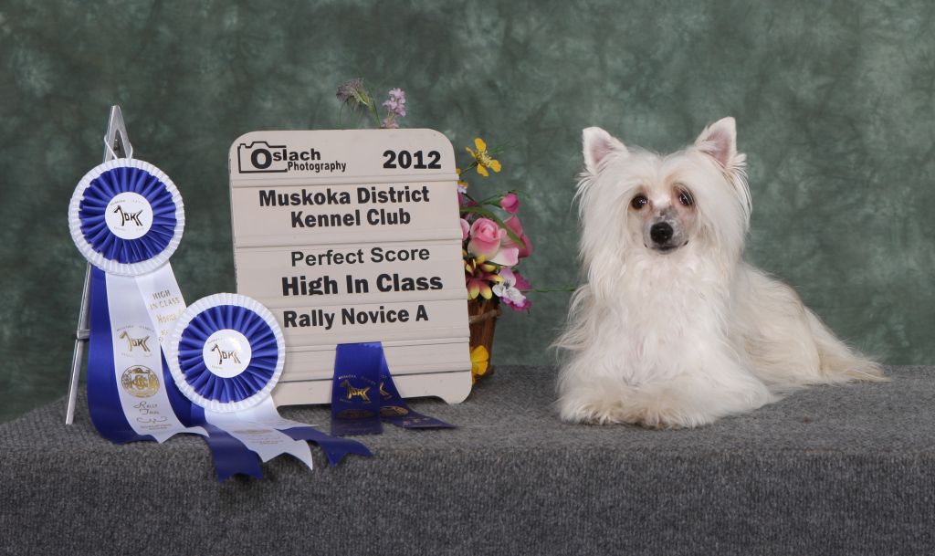 Altair Mazel Tov Native Dancer