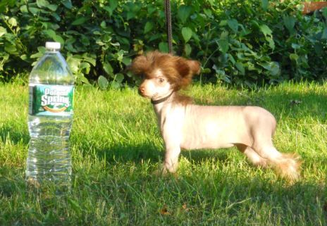 Mythic DCole Micro Queen Titania