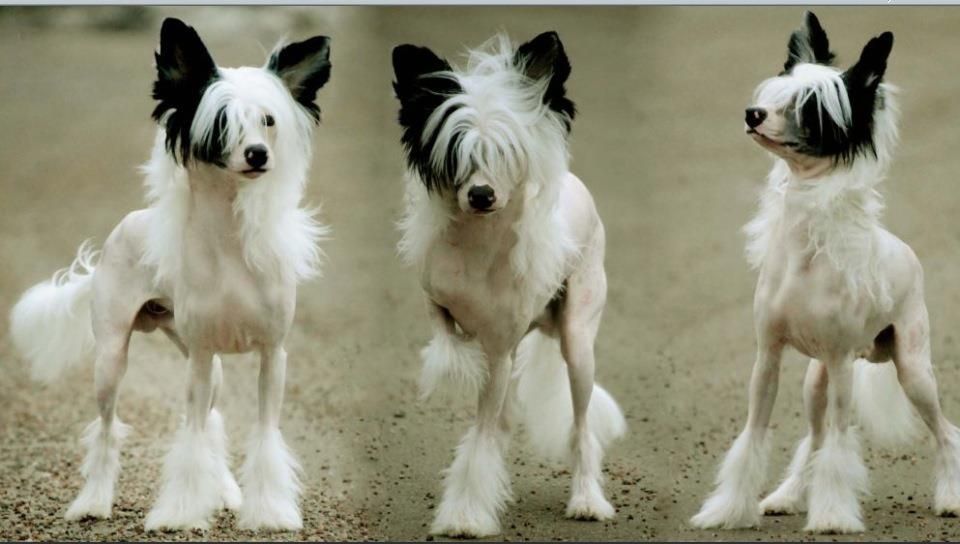 Spirit Of Mantra's Ragnar