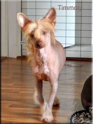 YaGudina's Made in Heaven