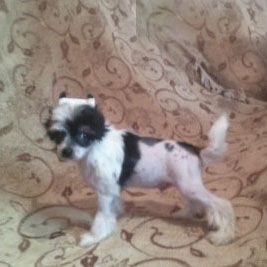 Vellar Pljus Faberzhe