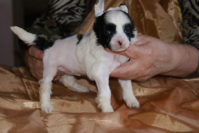 Vellar Pljus Formula Lyubvi