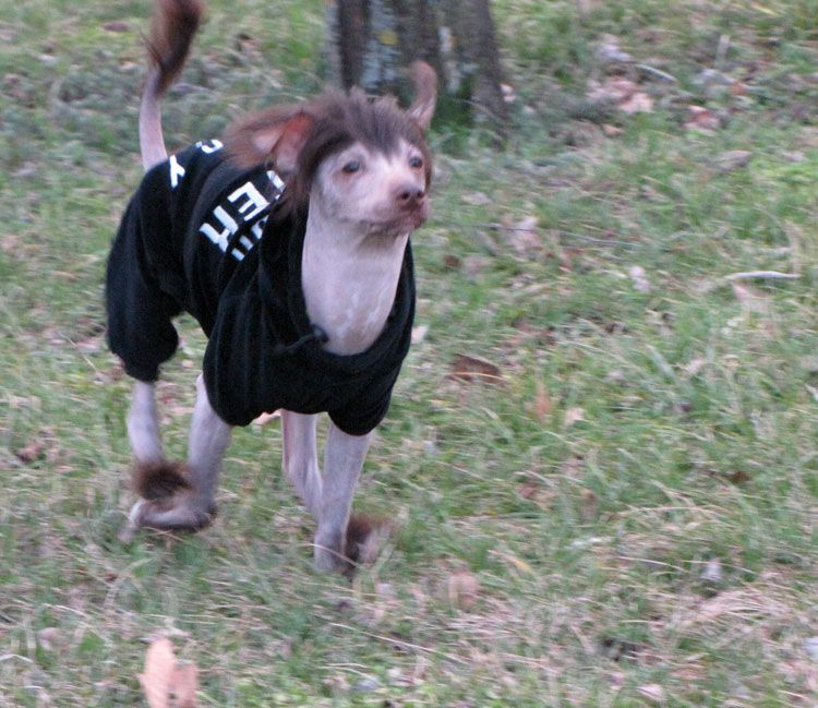 Bi-lav Plus Impressive Victory