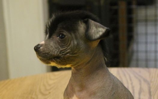 L' Top Model De Rama