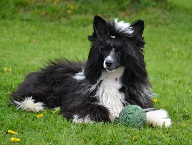 Lewis Top Model De Rama