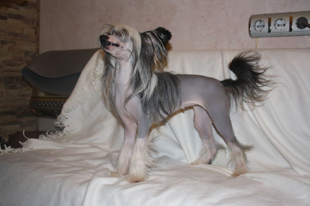 Charuyuschiy Soblazn Tsenzura Loki