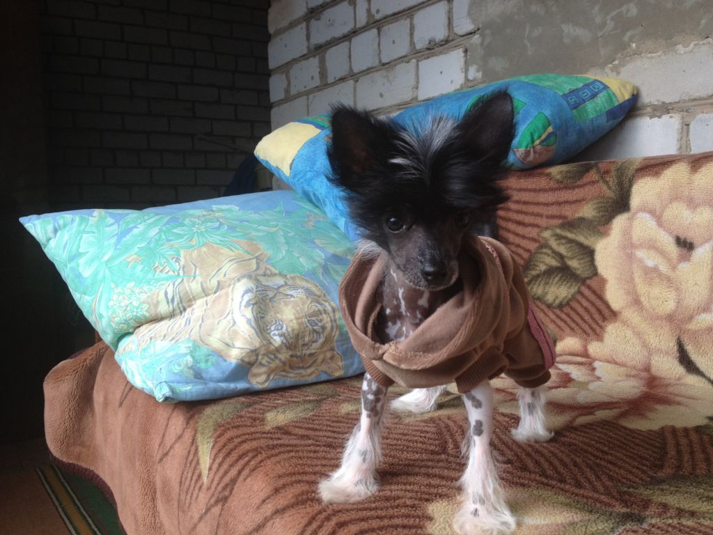 Charuyuschiy Soblazn Roksolana