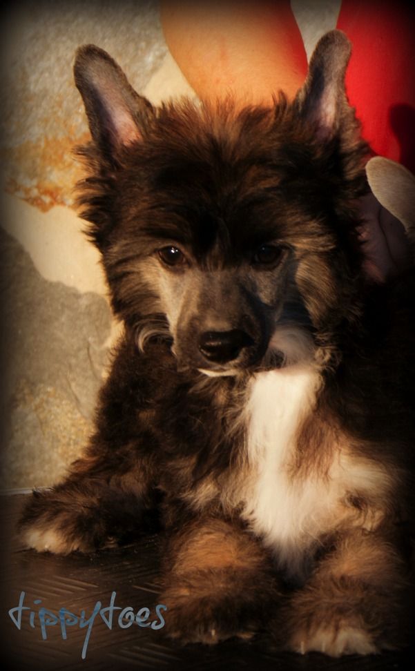 Tippytoes Magic Kracker