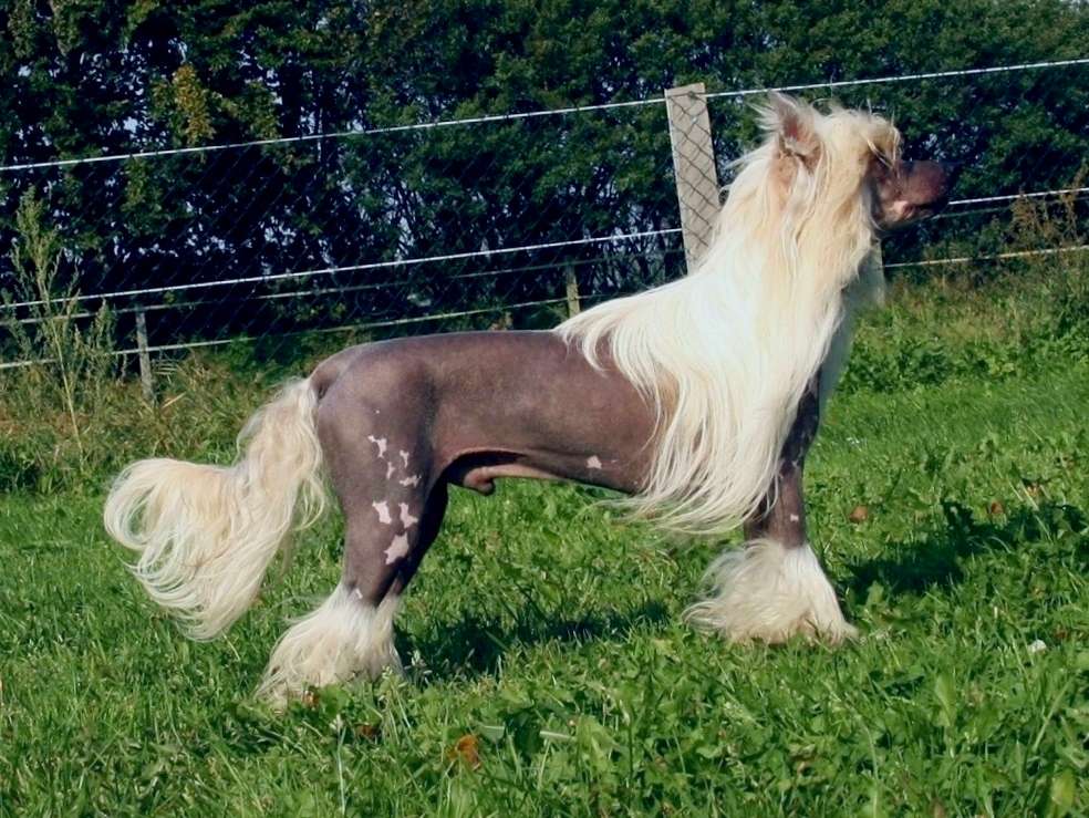 Suis Amadeus Copy Of Dee-Dee